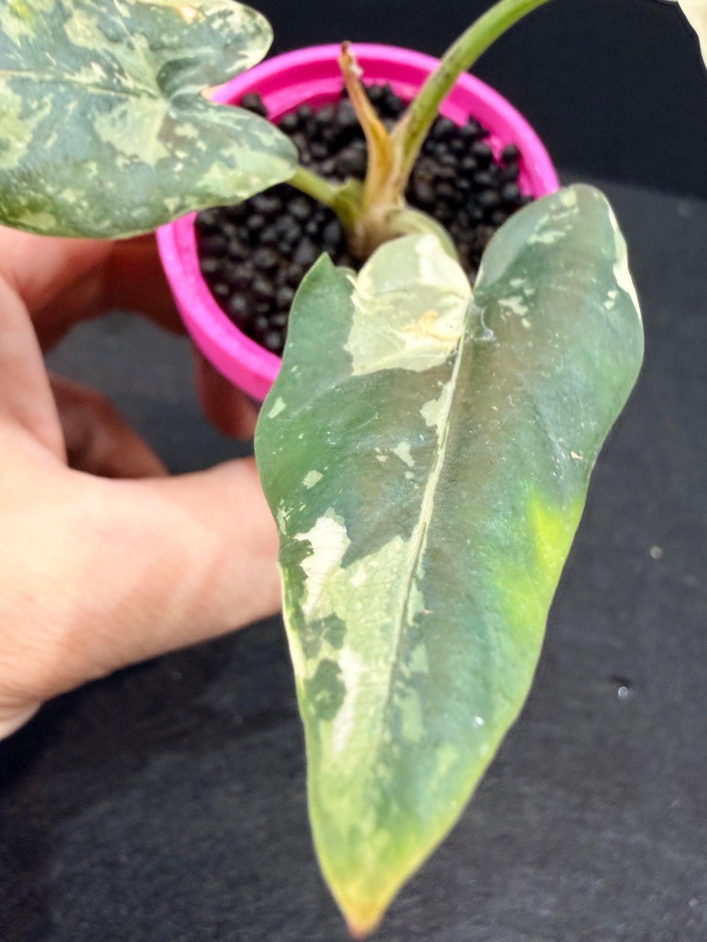 ALOCASIA SCABRIUSCULA ALBO VARIEGATED