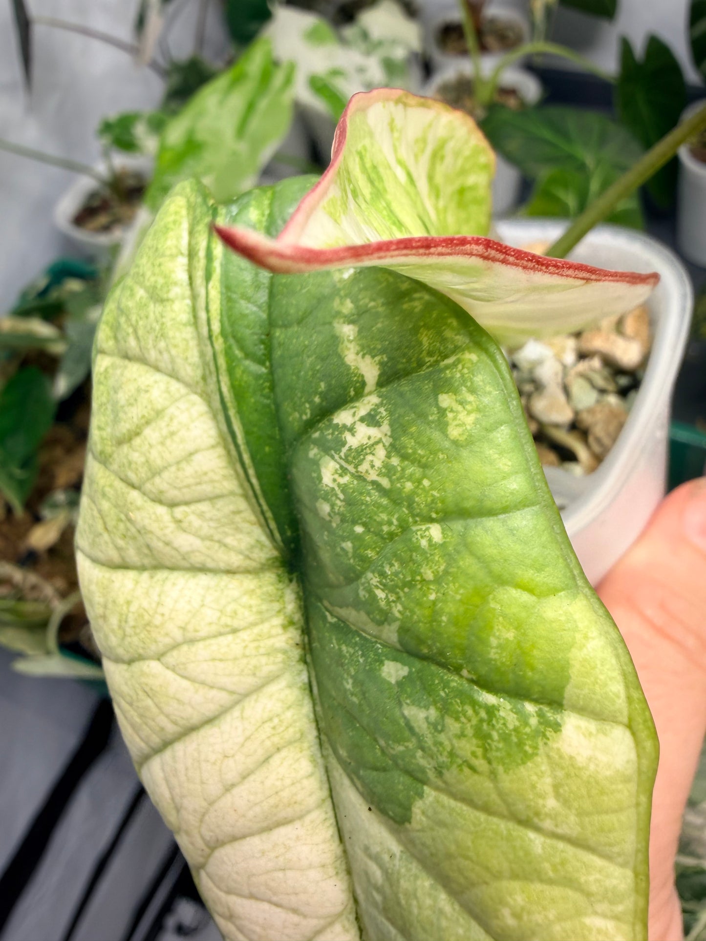 ALOCASIA BISMA PLATINUM ALBO VARIEGATED