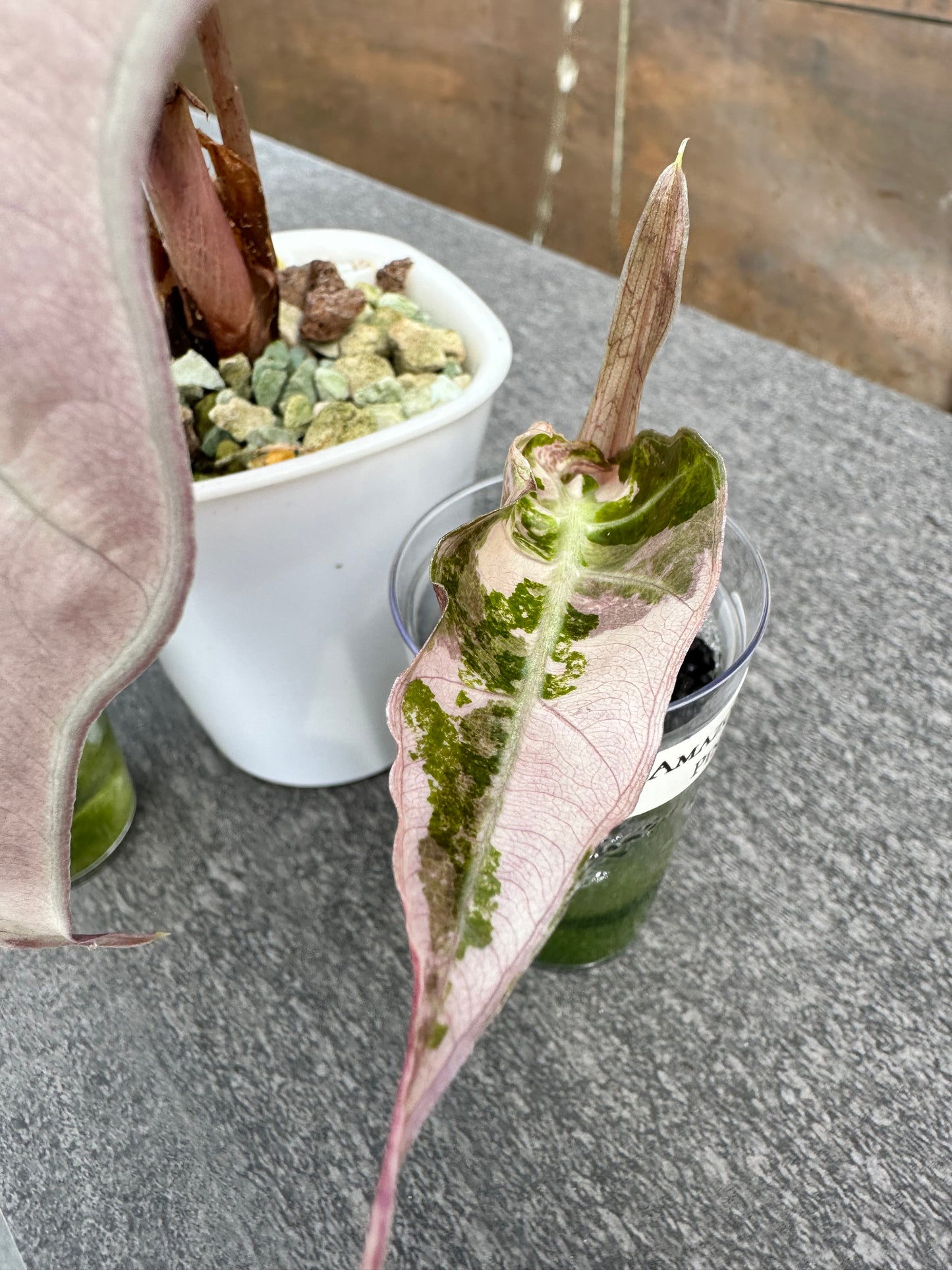 Alocasia Amazonica Pink Variegated