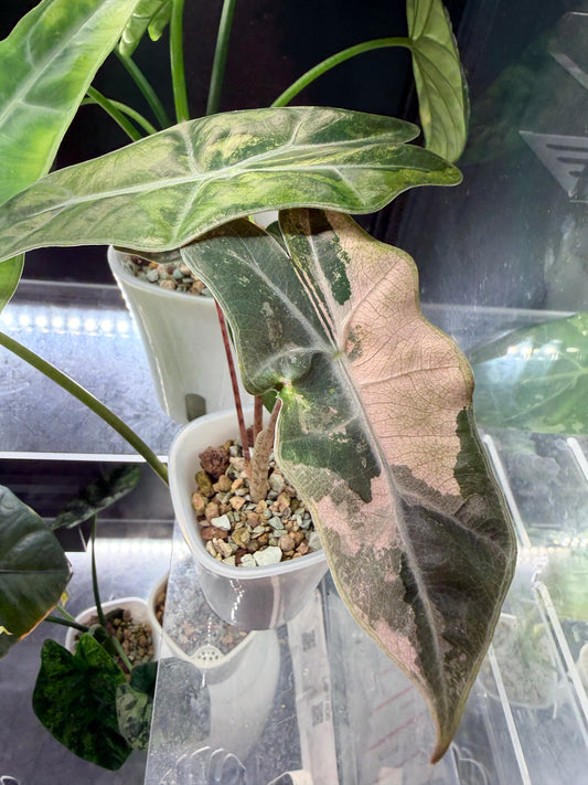 Alocasia pseudosanderiana Pink Variegated, glossy V-shaped leaves with silvery-white veins and zebra stems