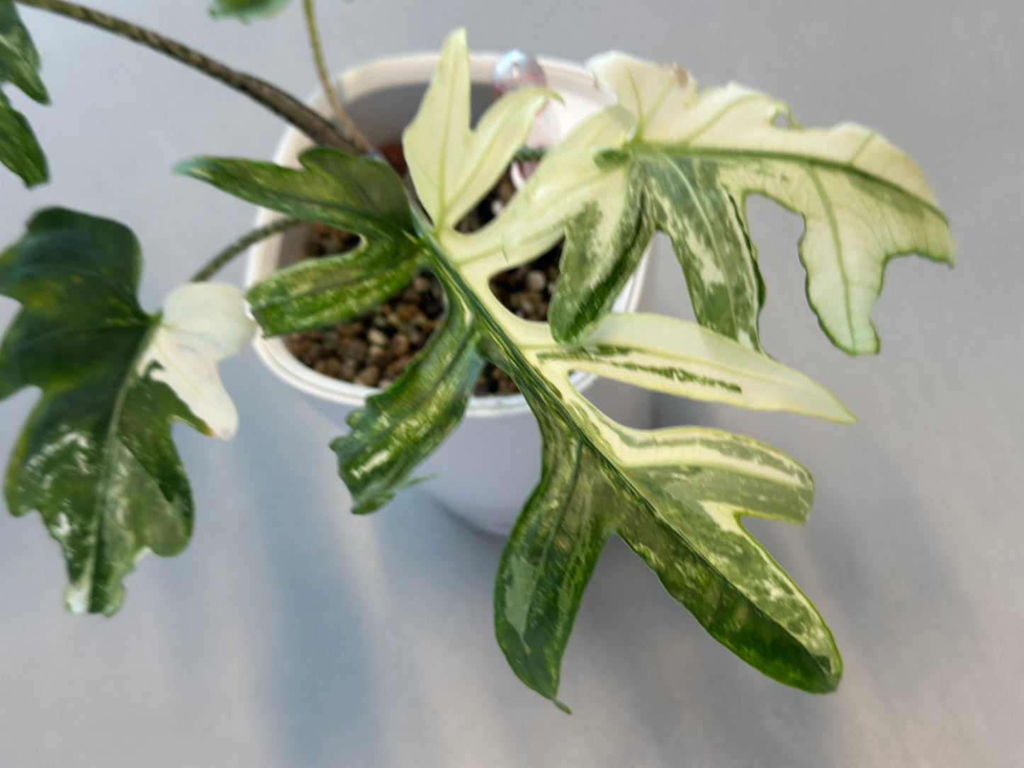 Alocasia Brancifolia Pink Passion Albo