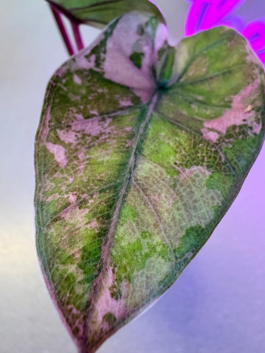 ALOCASIA MACRORRHIZOS 'PLUMBEA' NIGRA PINK VARIEGATED