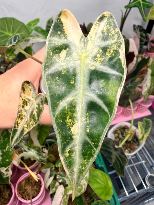 Alocasia 'Bambino' Aurea, elongated arrowhead leaves in deep green and vibrant golden-yellow