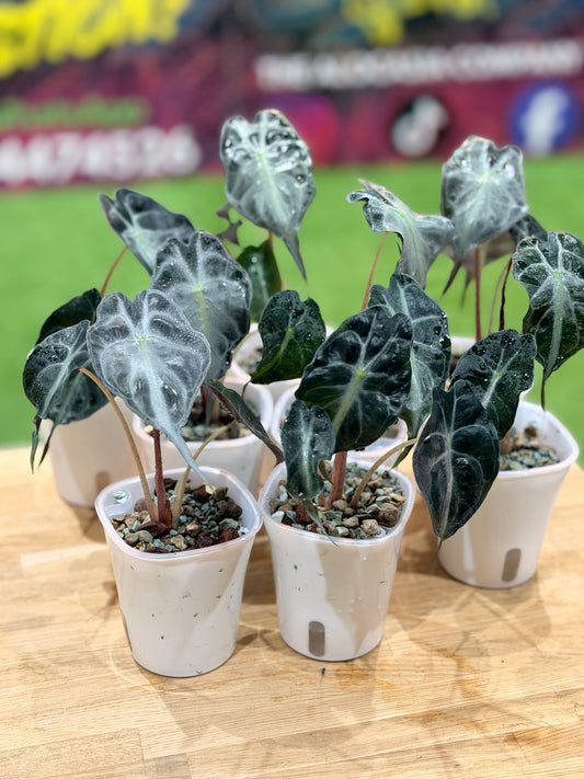 Alocasia Venom