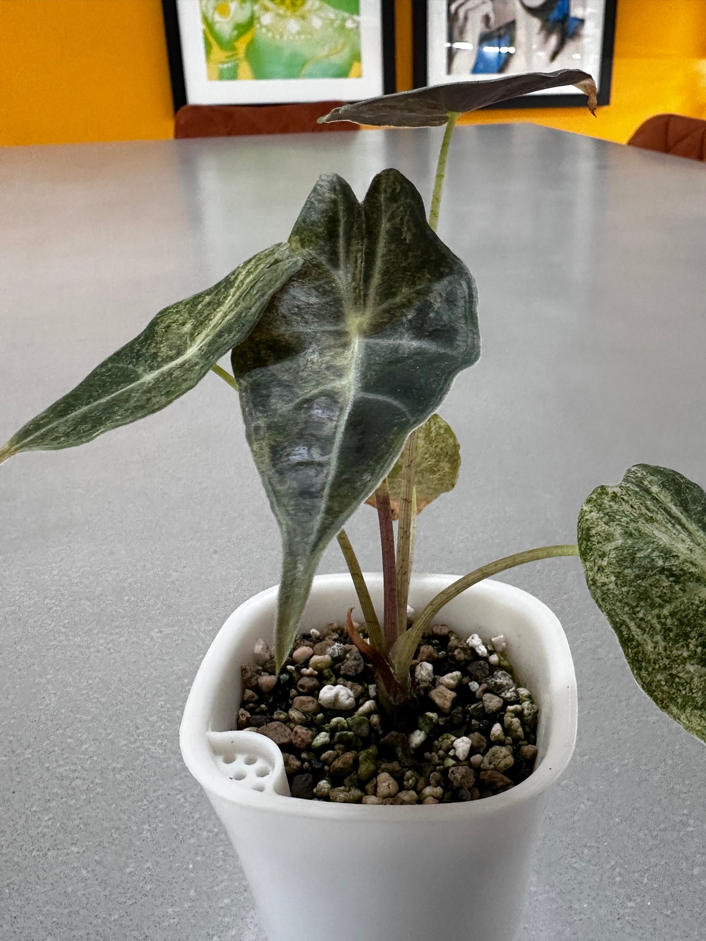 Alocasia Longiloba Satun Stardust