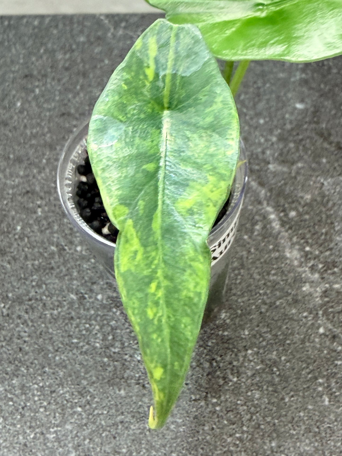 Alocasia Simpo Aurea