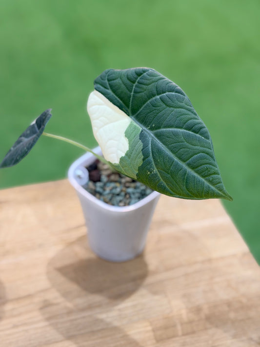 ALOCASIA MAHARANI ALBO