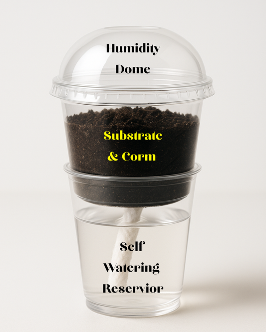 Self Watering Corm Pots With Humidity Dome