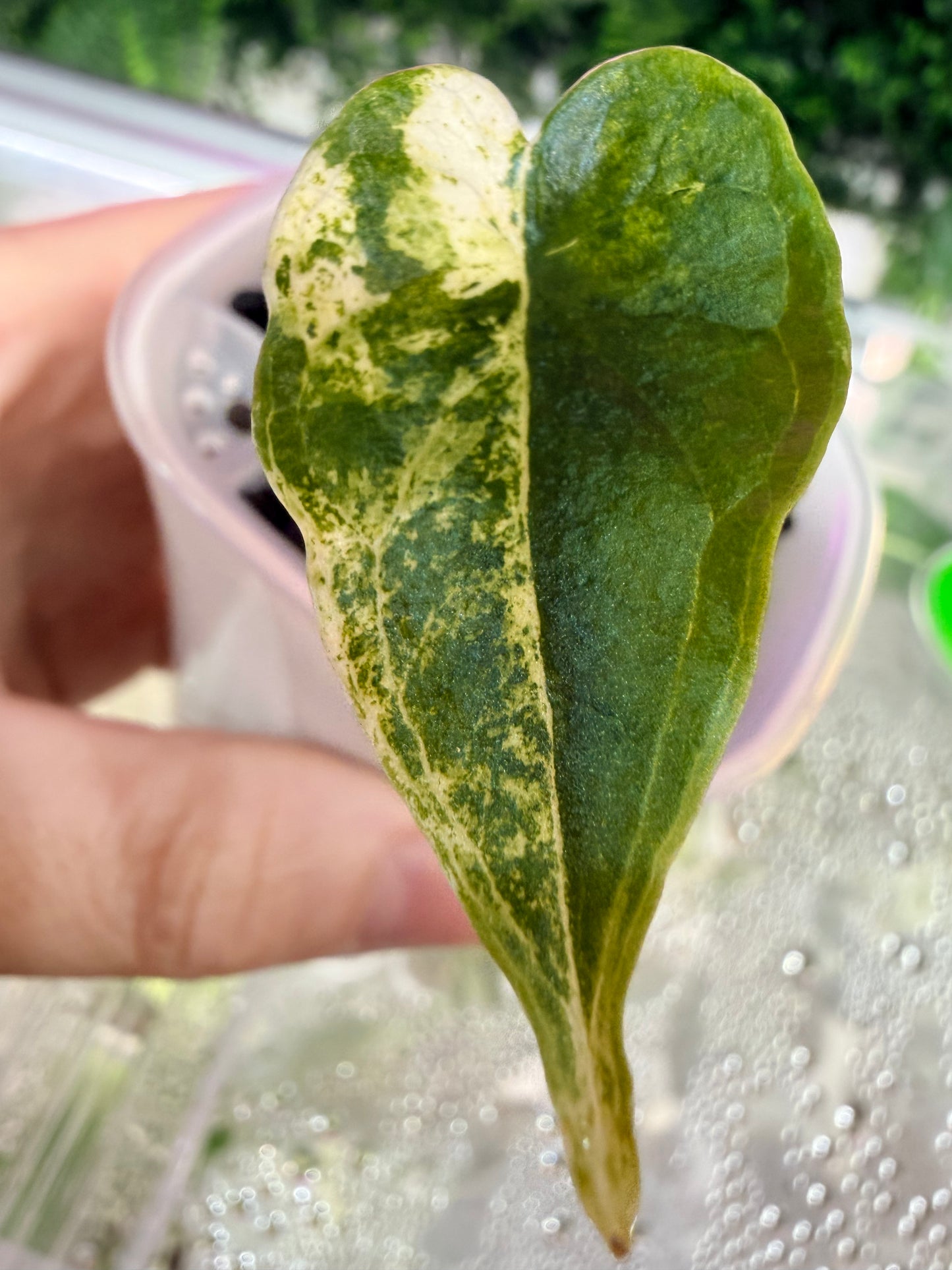 Alocasia Sarian Albo