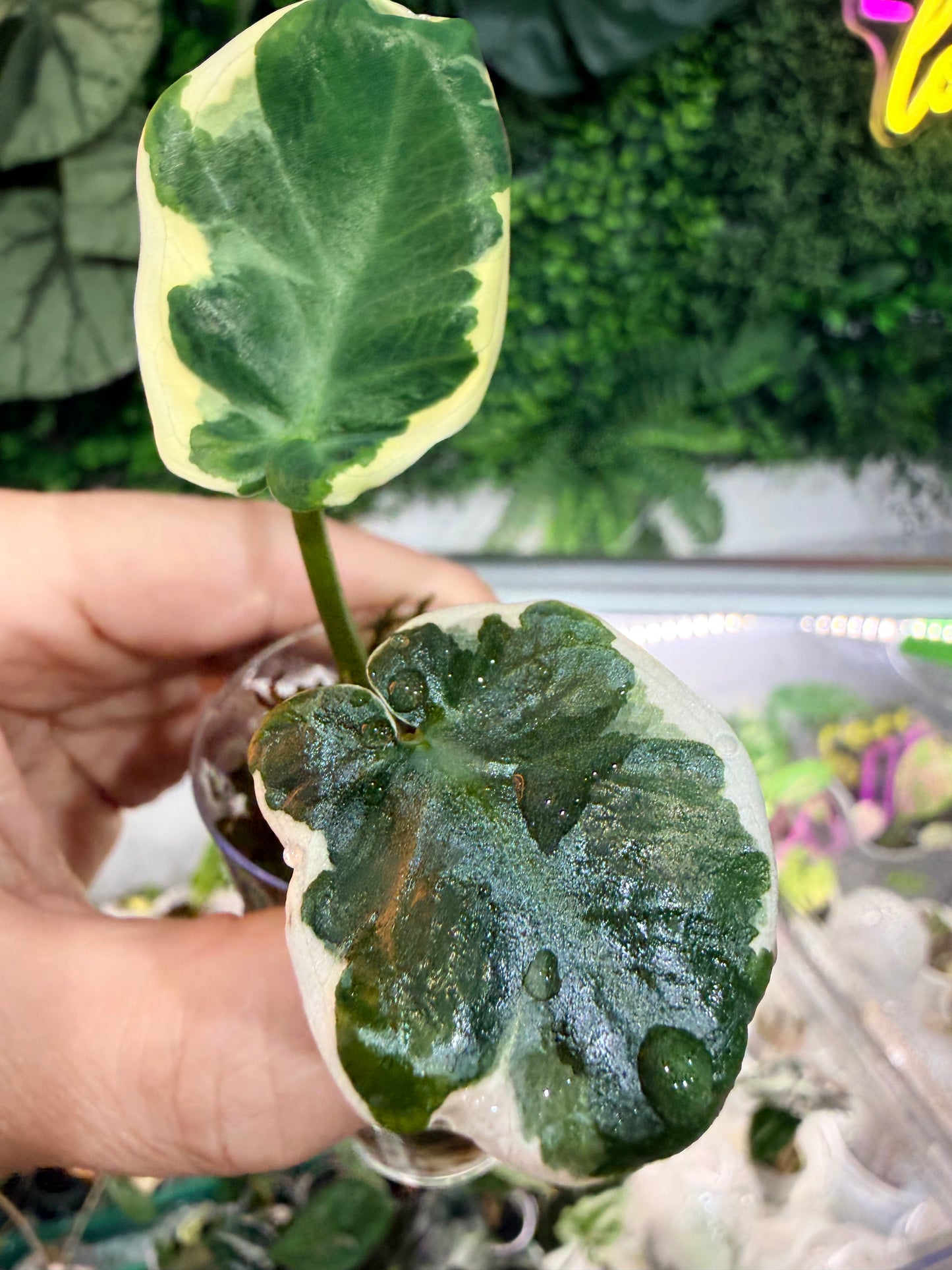Alocasia Xanthosoma Variegated 'Mickey Mouse'