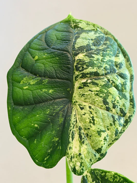 Alocasia baginda 'Dragon Scale' Marble Mint, chimeric mint marbling on quilted reptilian leaves