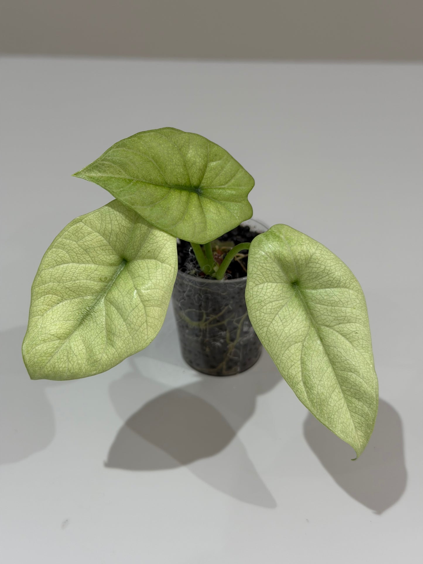 ALOCASIA SINUATA MINT VARIEGATED