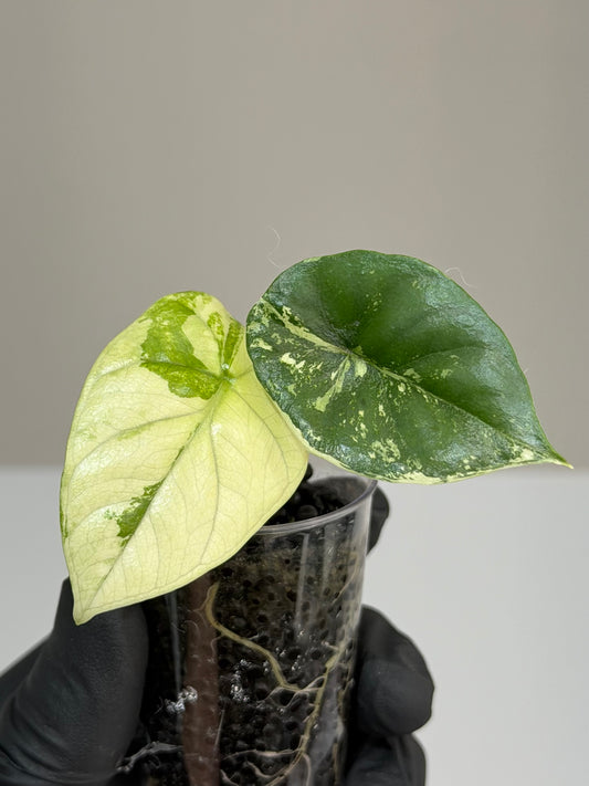 Alocasia Sinuata Mint Variegated