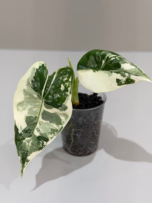Alocasia Frydek Albo