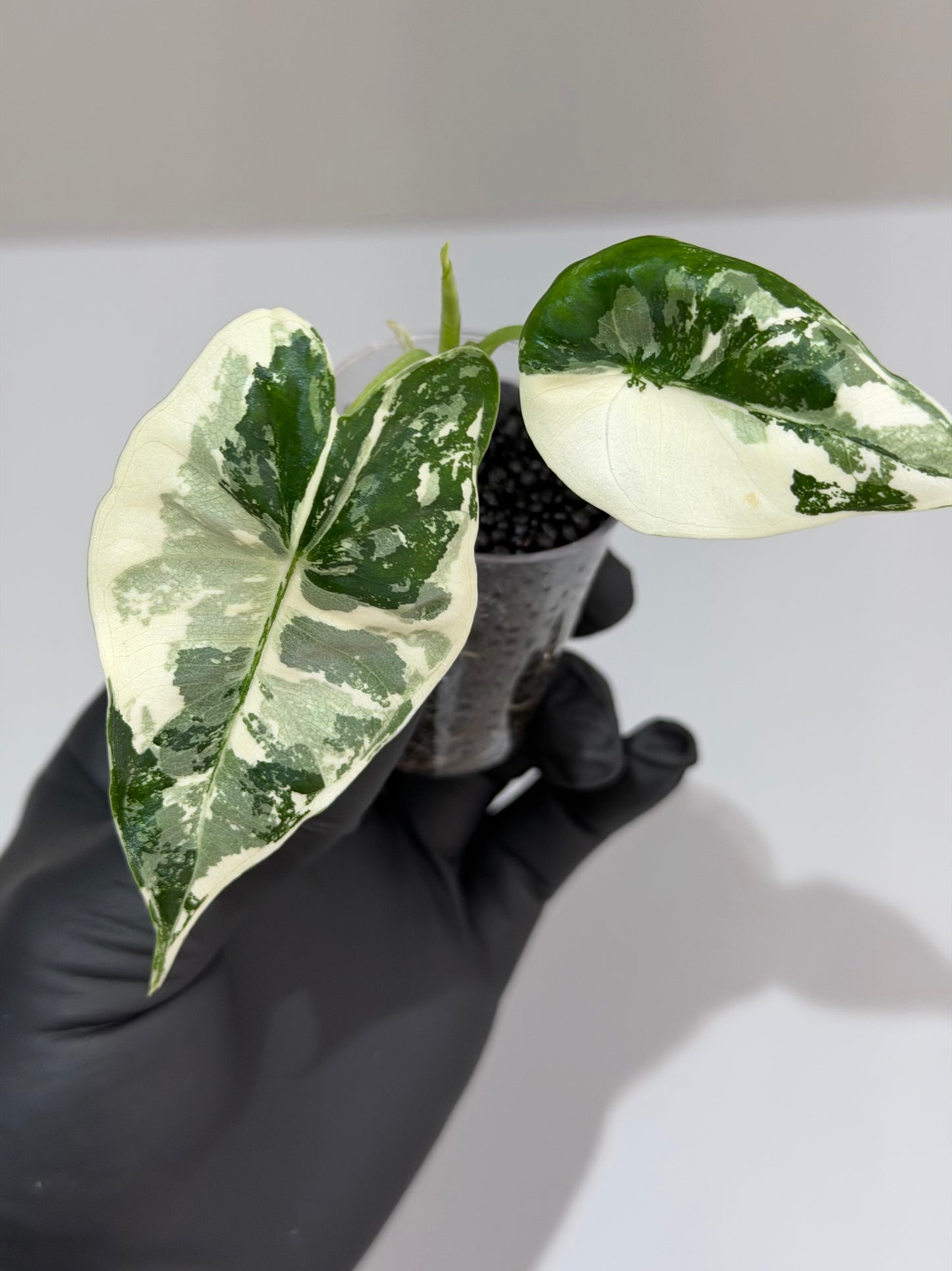 Alocasia Frydek Albo