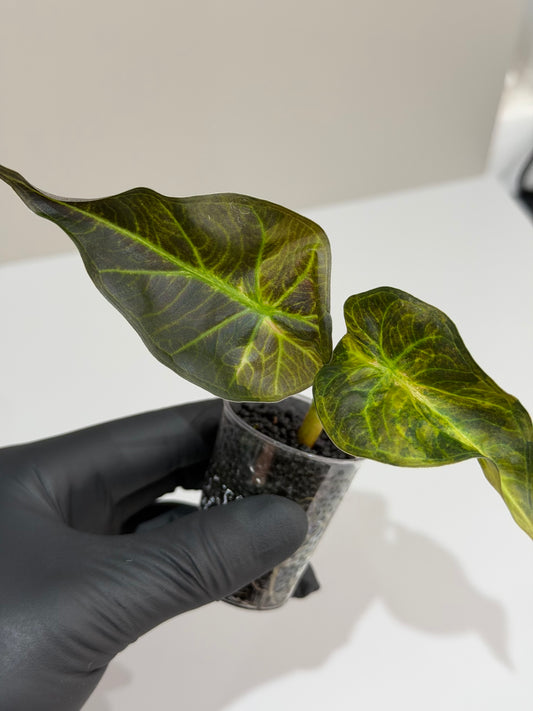 Alocasia Regal Shield Aurea