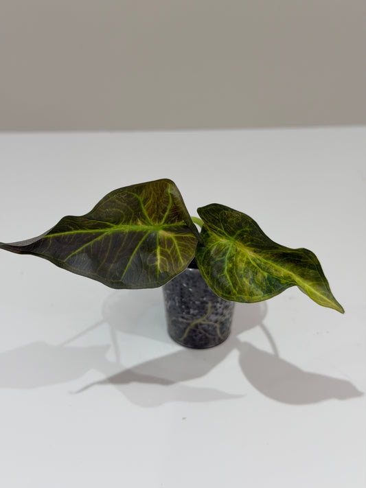 Alocasia Regal Shield Aurea