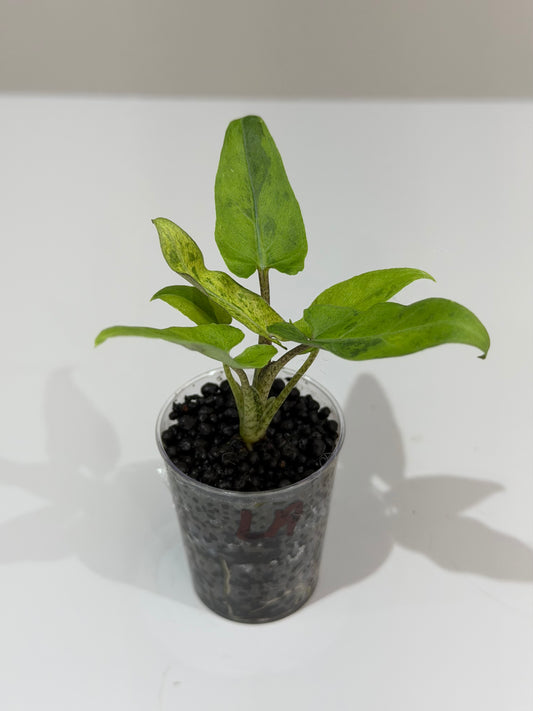 Alocasia Lauterbachiana Aurea