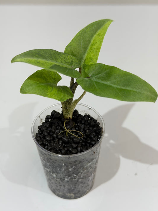 Alocasia Lauterbachiana Aurea