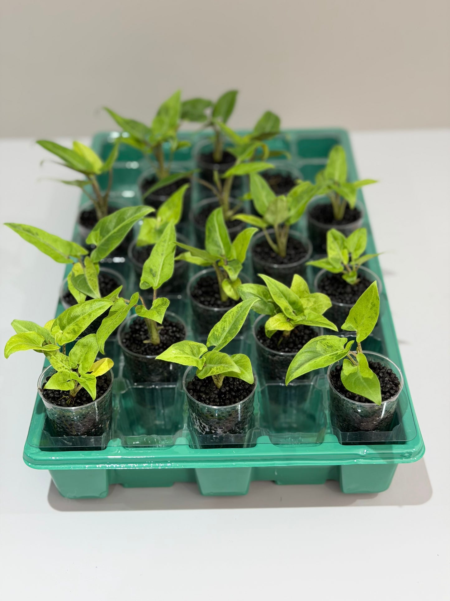 Alocasia Lauterbachiana Aurea