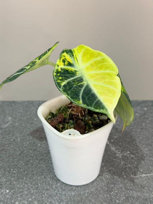 Alocasia Ninja Aurea Splash Variegated