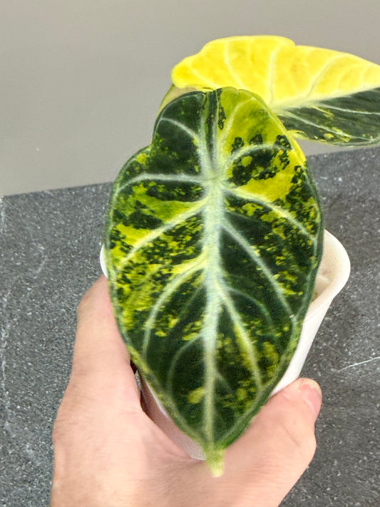 Alocasia Ninja Aurea Splash Variegated
