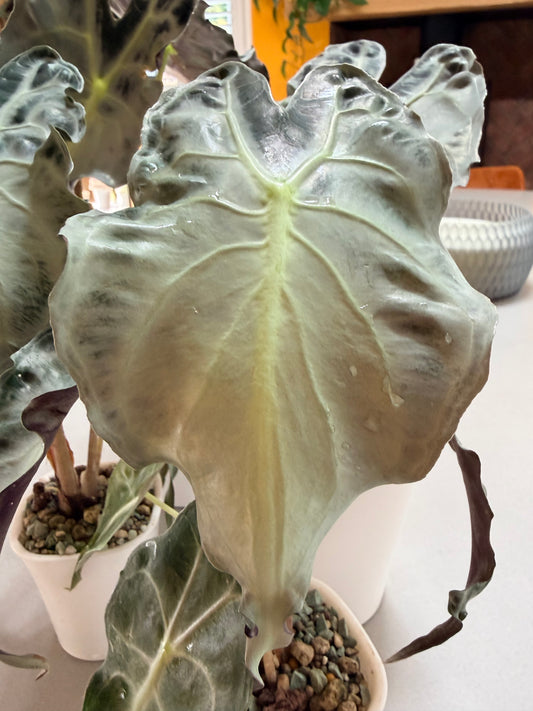Alocasia Venom