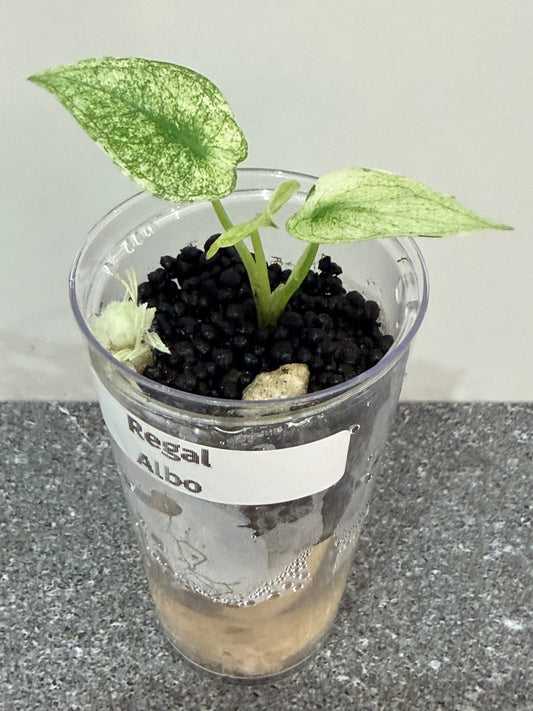 Alocasia Regal Shield Albo