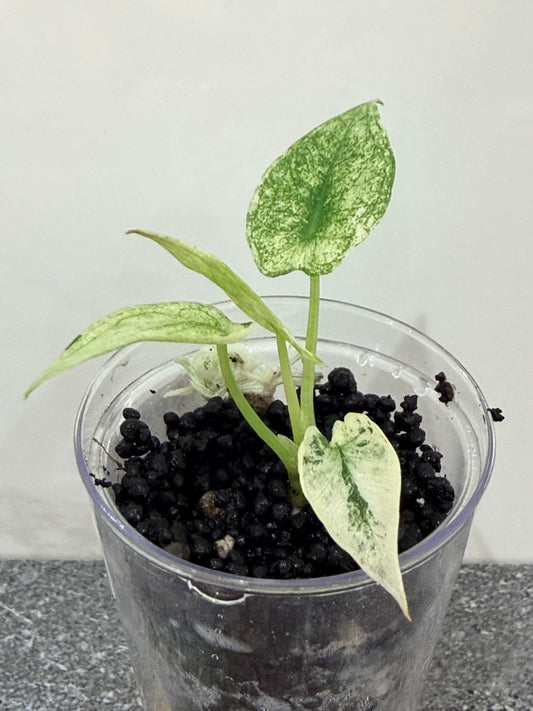 Alocasia Regal Shield Albo