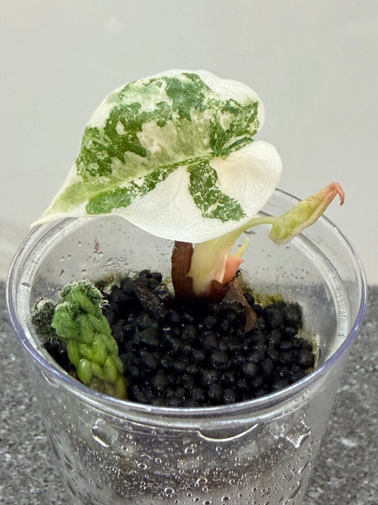 Alocasia Cuprea Nom Yen Variegated