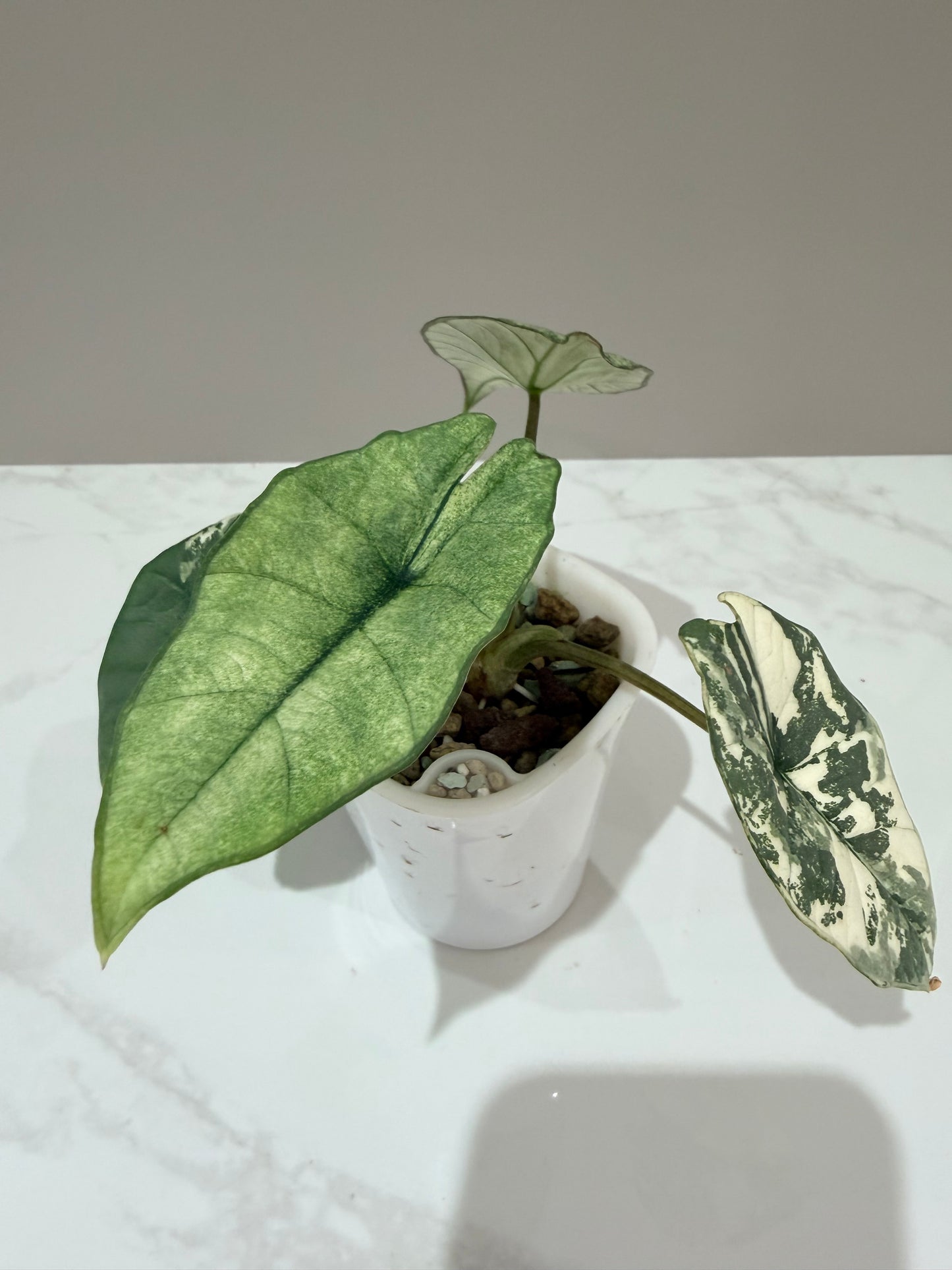 Alocasia Bisma Platinum Albo Variegated