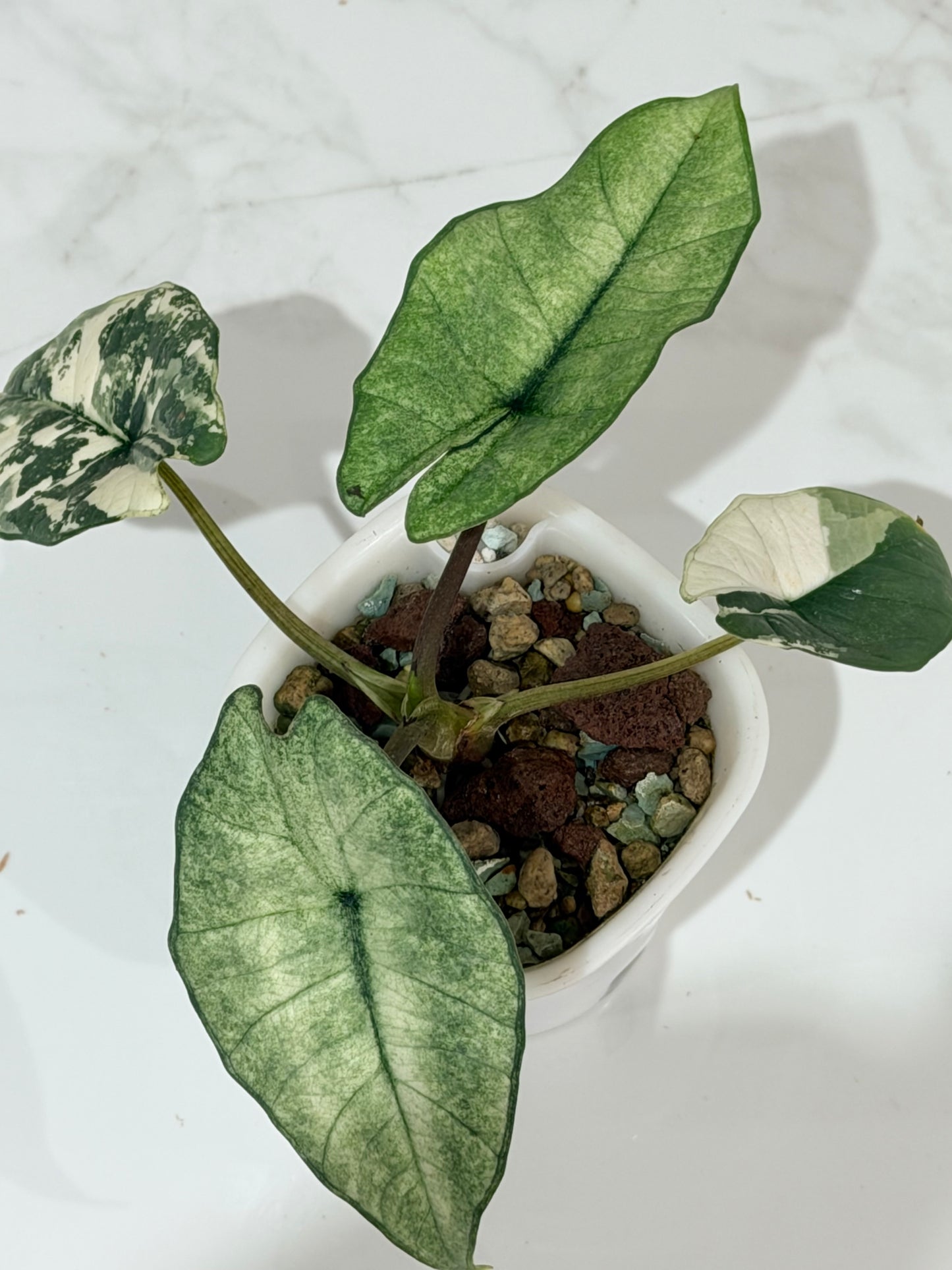 Alocasia Bisma Platinum Albo Variegated