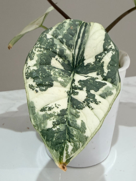 Alocasia Bisma Platinum Albo Variegated