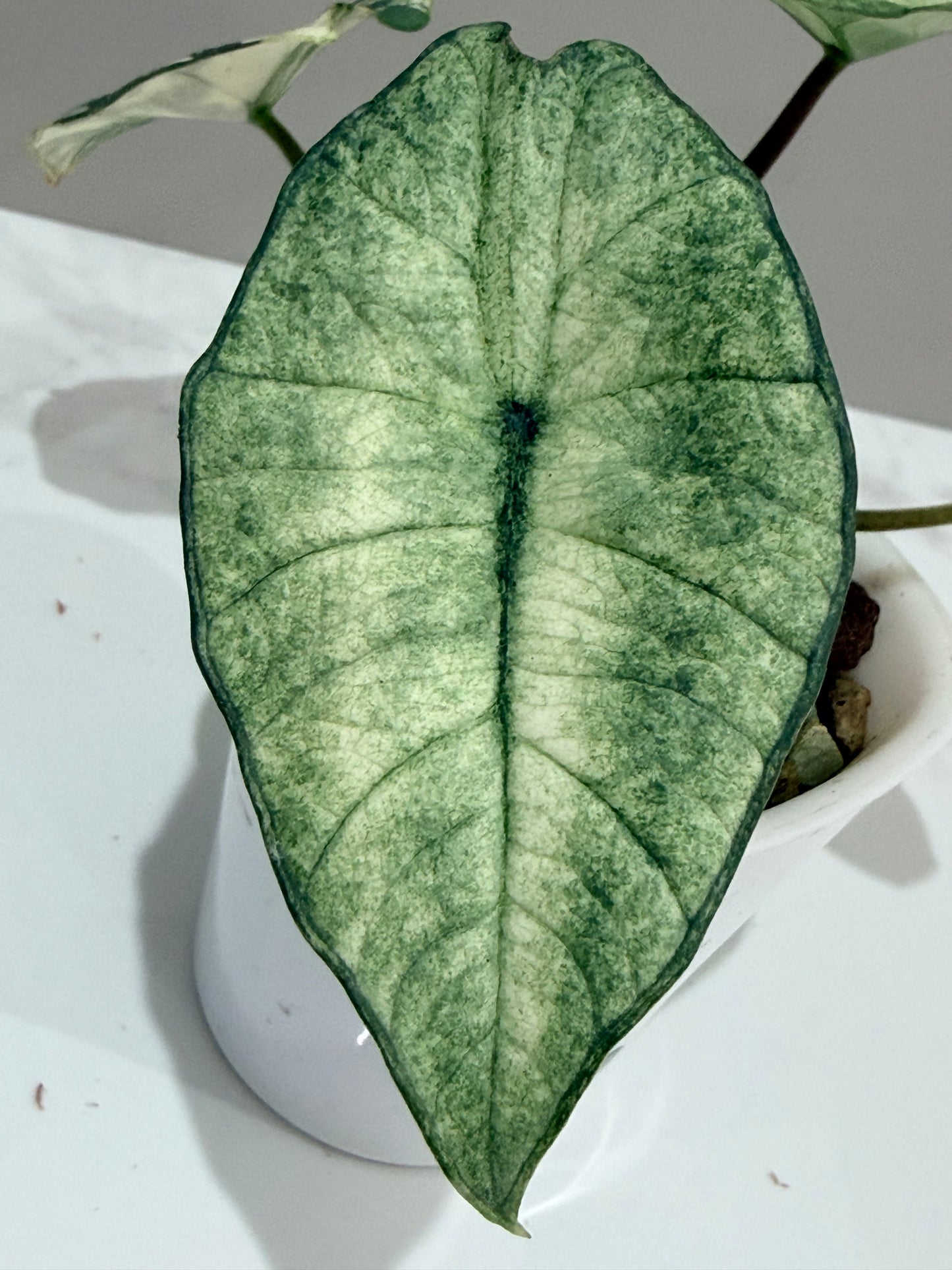 Alocasia Bisma Platinum Albo Variegated