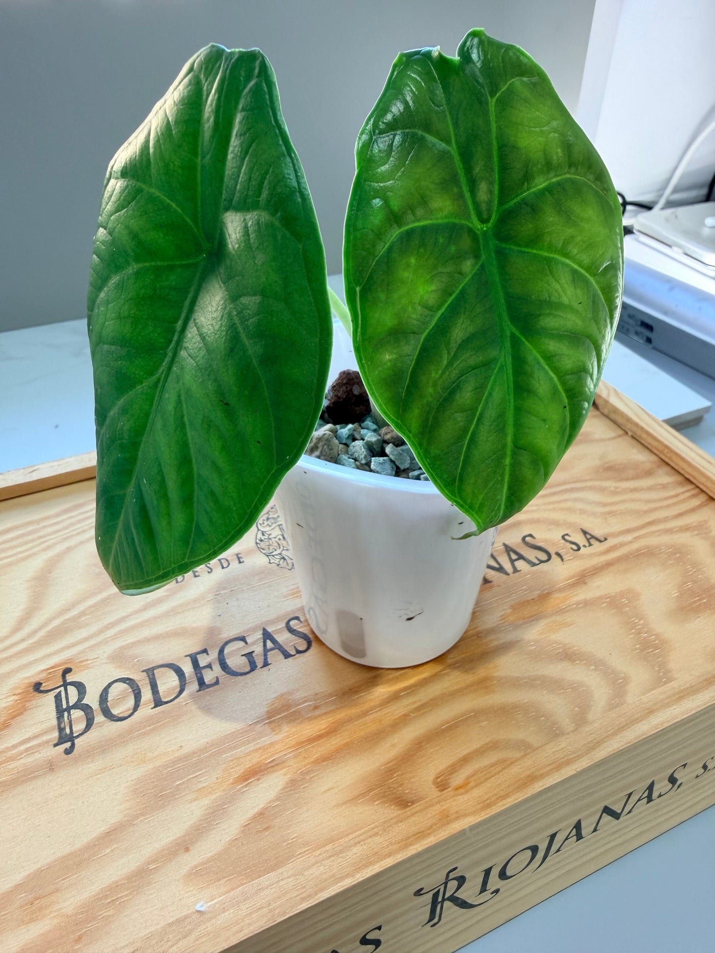 Alocasia Green Unicorn (Azlanii x Dragon Scale)