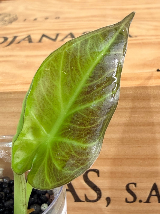 Alocasia Regal Shield Pink Albo