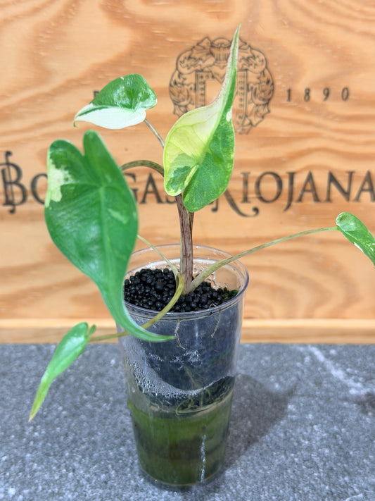 Alocasia Stingray Albo Pink