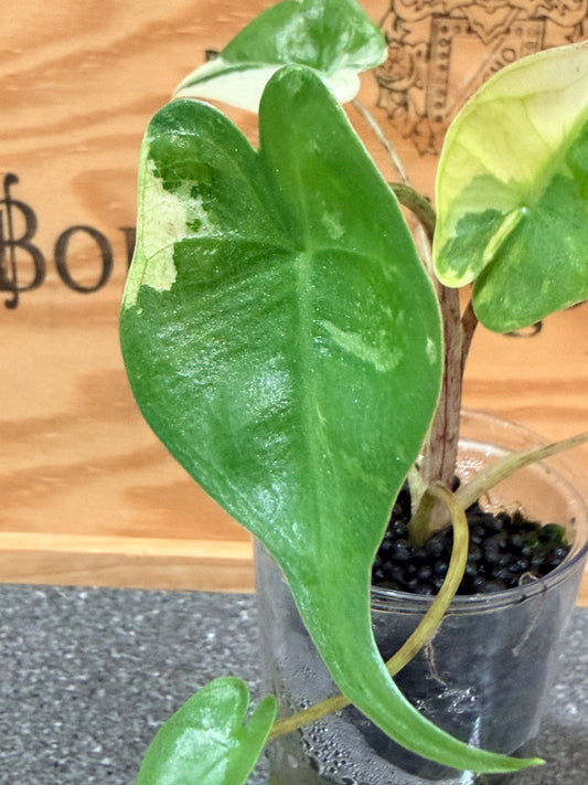 Alocasia Stingray Albo Pink