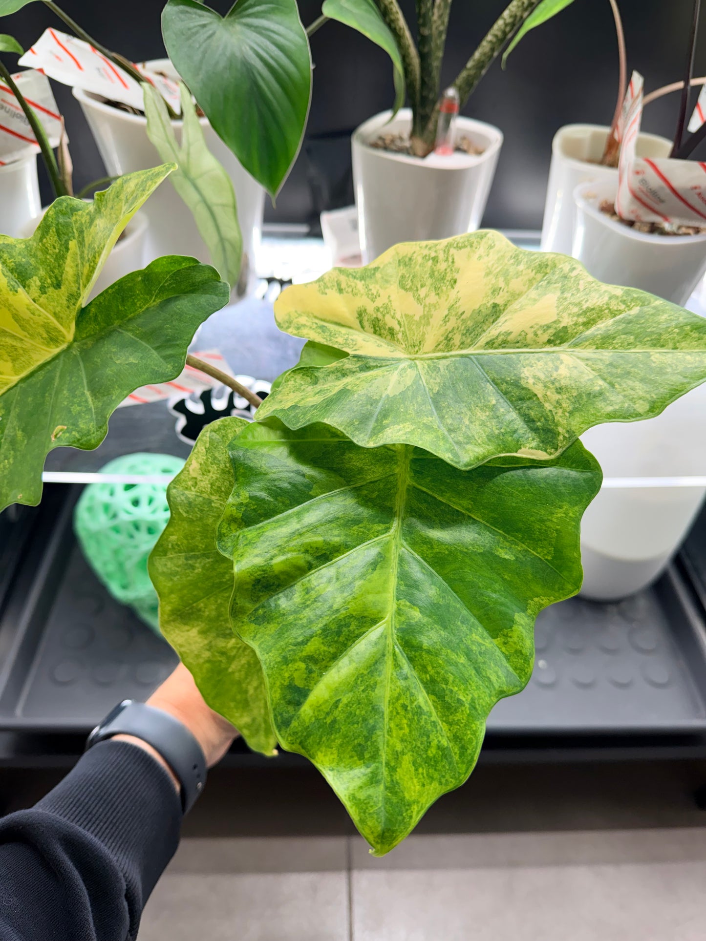 Alocasia Portora Aurea