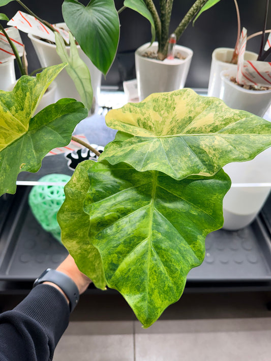 Alocasia Portora Aurea