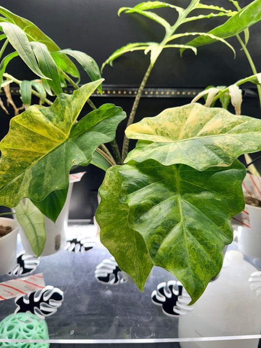 Alocasia Portora Aurea