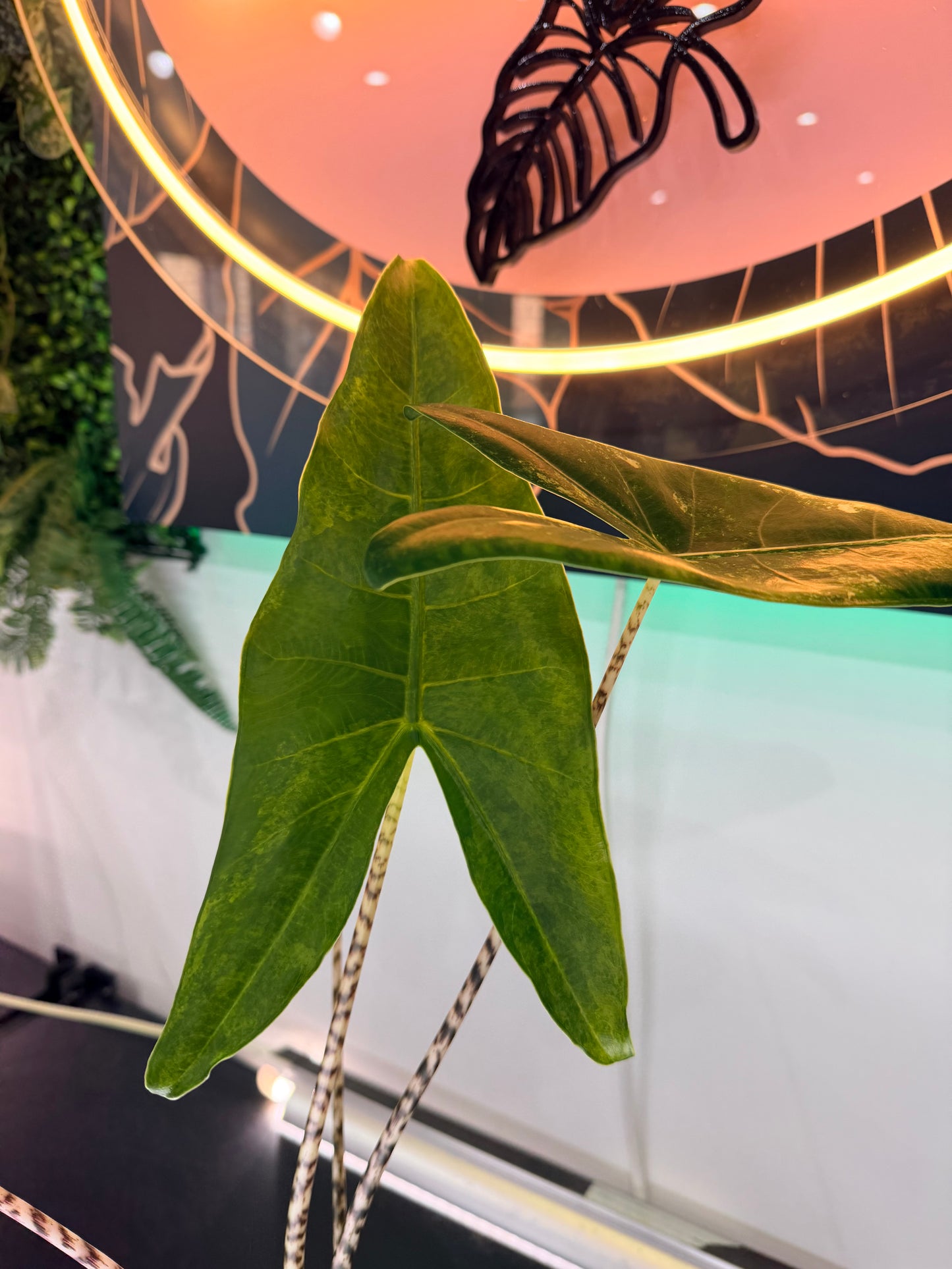 Alocasia Zebrina Aurea