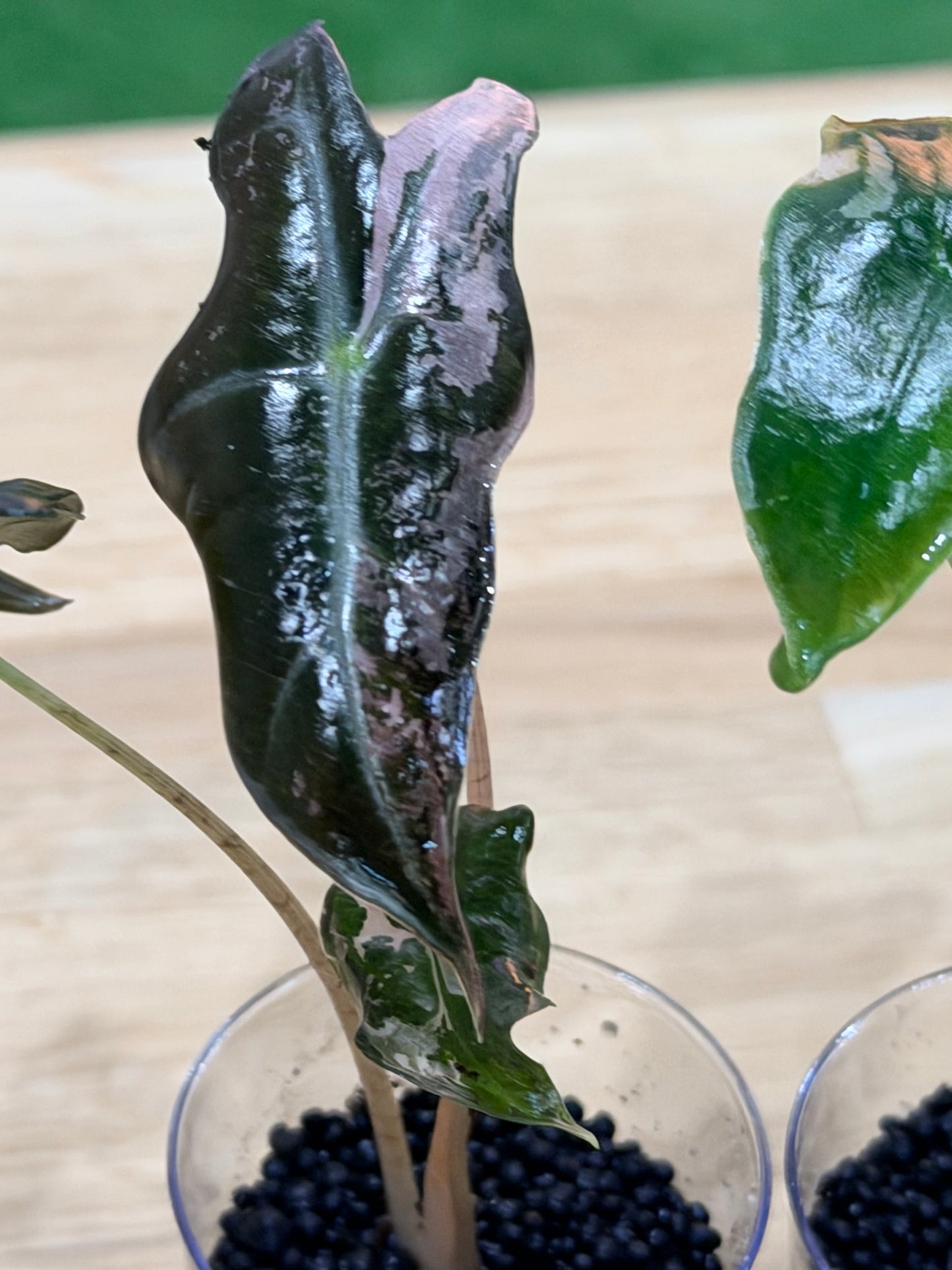 Alocasia Sanderiana 'Noblis' Pink Variegated