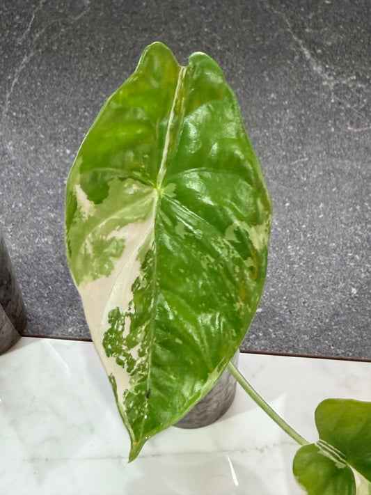 Alocasia Acuminata Albo