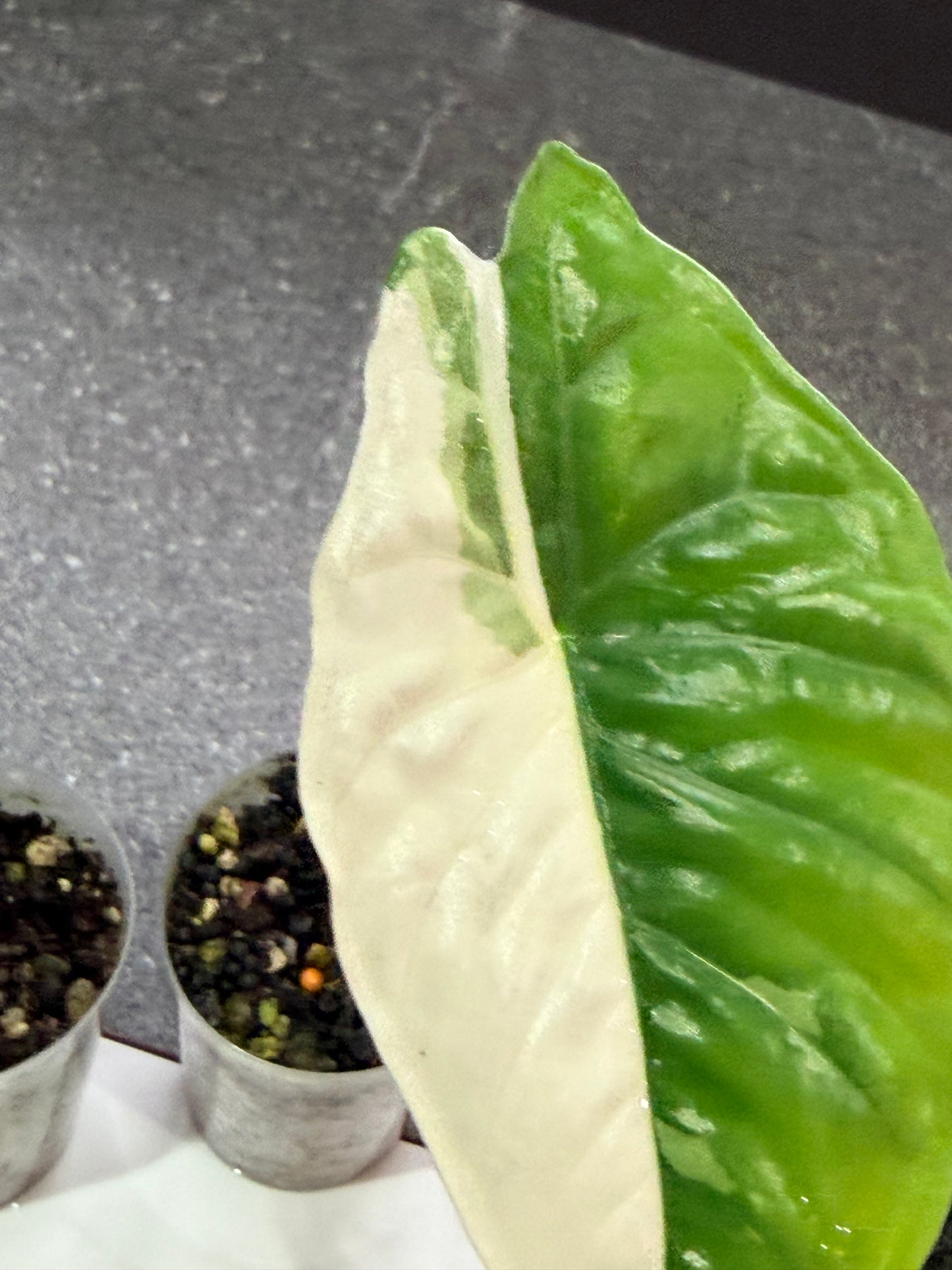 Alocasia Acuminata Albo