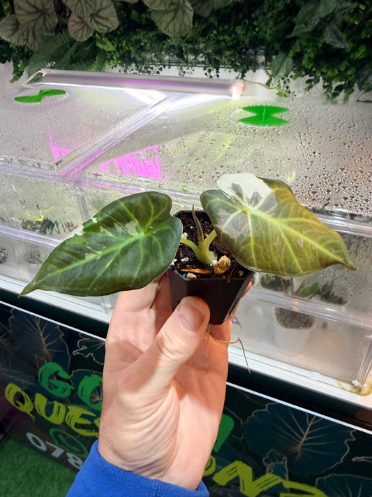 Alocasia Regal Shield Pink Albo