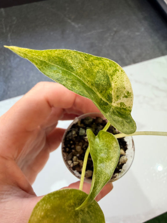 Alocasia Cucullata Mint Variegated