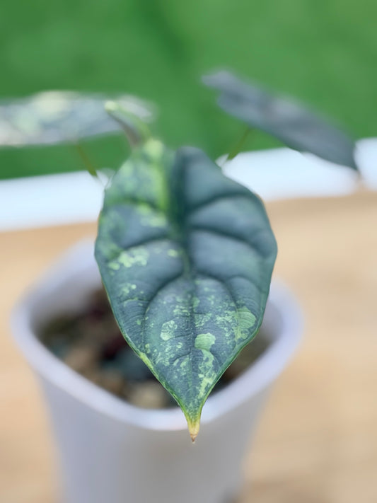 Alocasia 'Baginda' Silver Dragon Aurea