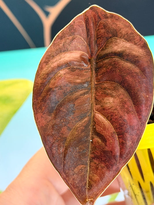 Alocasia Cuprea Latte Variegated