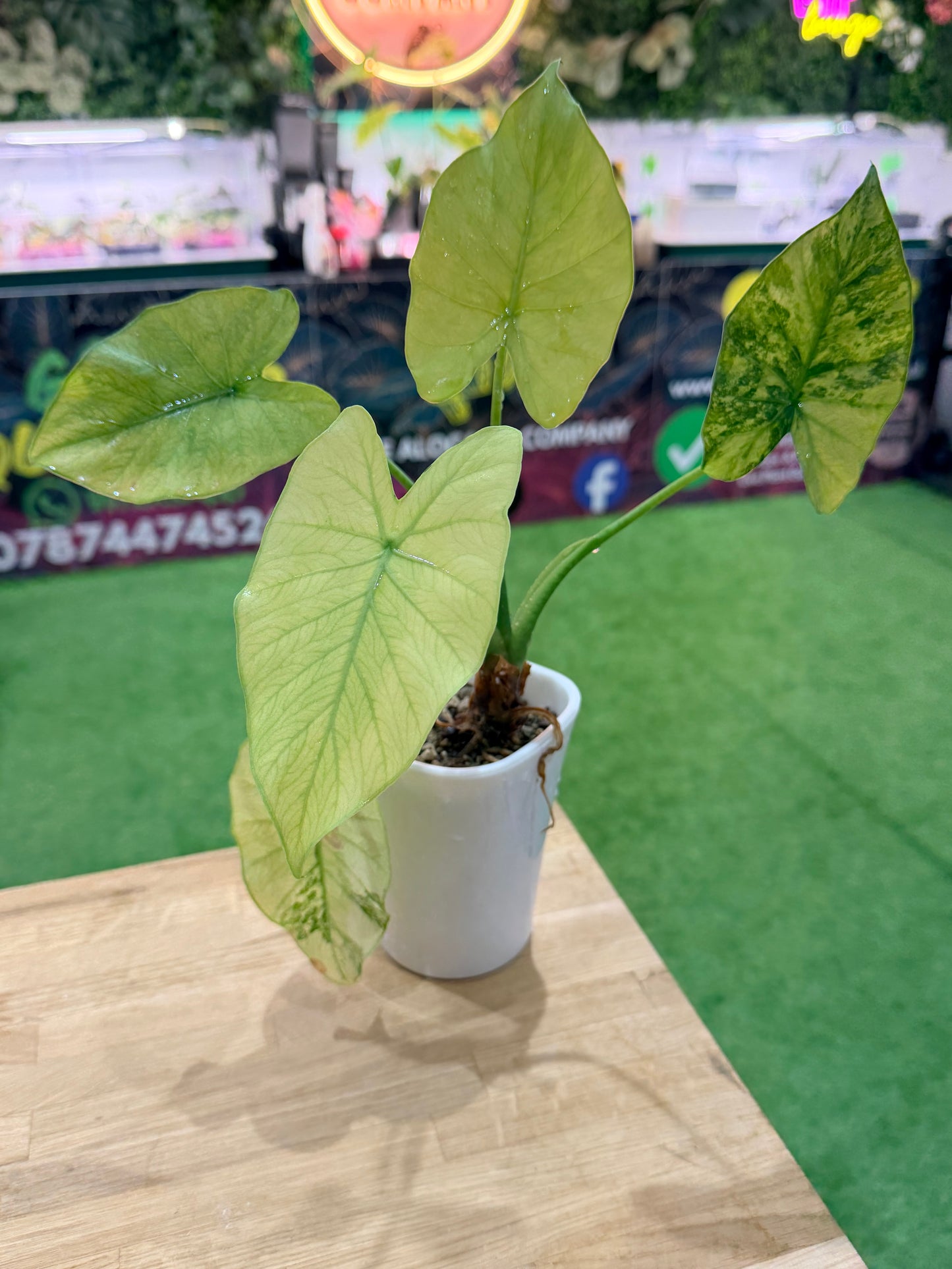 Alocasia Odora ‘California’ Mint Variagated